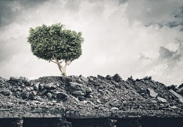 Green tree — Stock Photo, Image