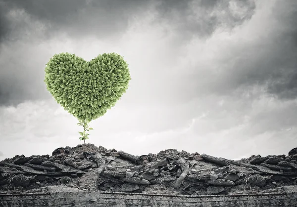 Green heart growing on ruins — Stock Photo, Image