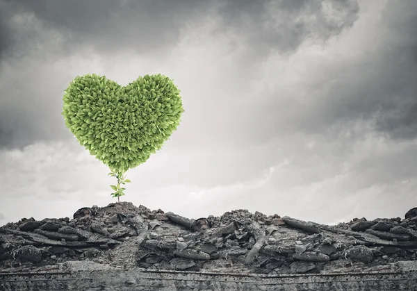 Grünes Herz wächst auf Ruinen — Stockfoto