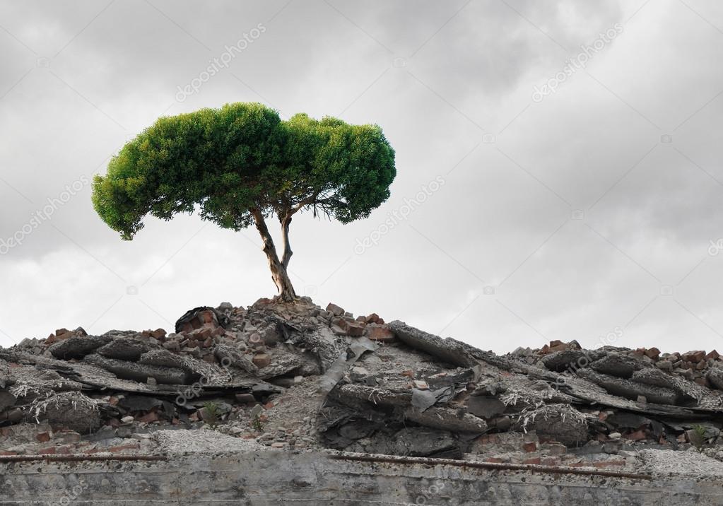 Green tree standing on ruins