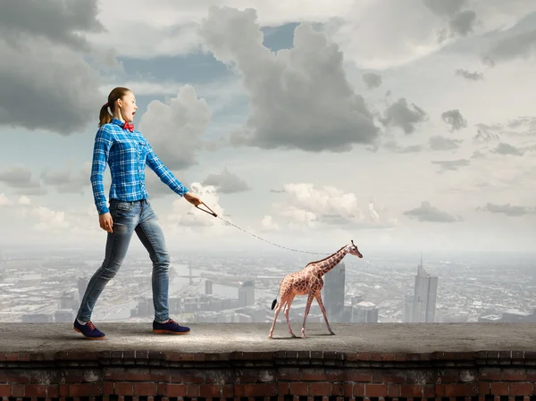 Woman holding giraffe on lead — Stock Photo, Image