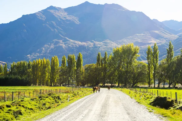New Zealand alper og vei – stockfoto