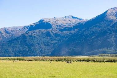Yeni Zelanda Alpler ve çayırlar