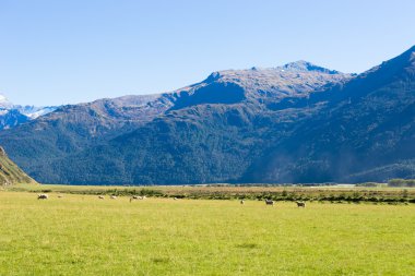 Yeni Zelanda Alpler ve çayırlar