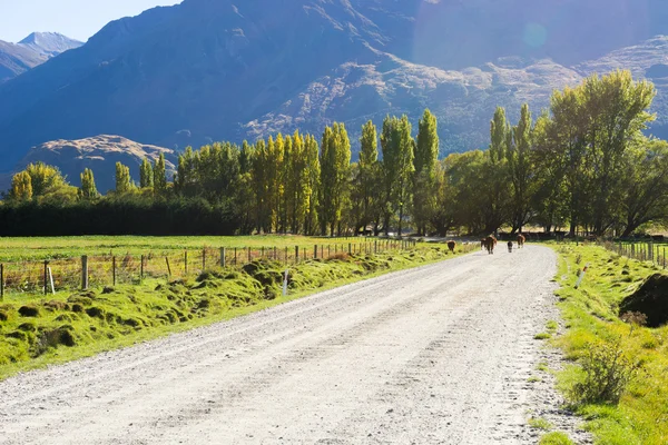 Nueva Zelanda alpes y carretera —  Fotos de Stock