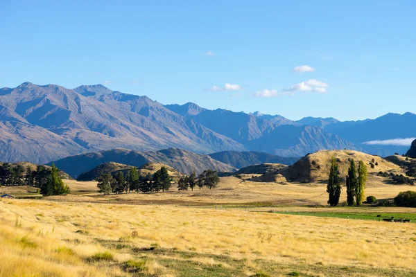 New Zealand alps and field — Stock Photo, Image