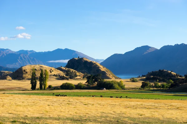 Alpes et champs néo-zélandais — Photo