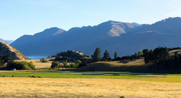 Nieuw-Zeelandse Alpen en veld — Stockfoto