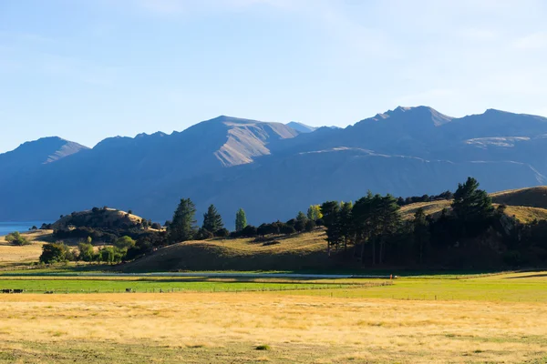 New Zealand alps and field — Stock Photo, Image