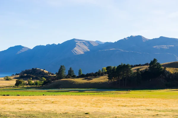 Alpes et champs néo-zélandais — Photo