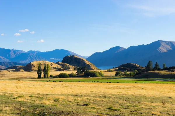 Alpes et champs néo-zélandais — Photo