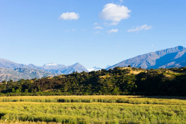 New Zealand alps and field — Stock Photo, Image