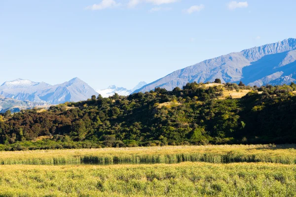 New Zealand alps and field — Stock Photo, Image