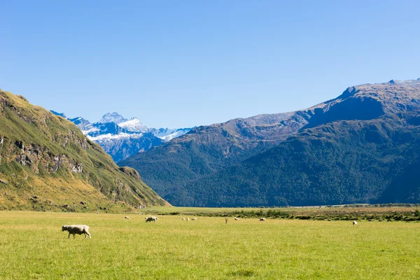 Alpes e prados da Nova Zelândia — Fotografia de Stock