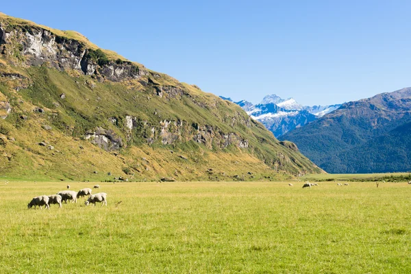 Alpes et prairies néo-zélandaises — Photo