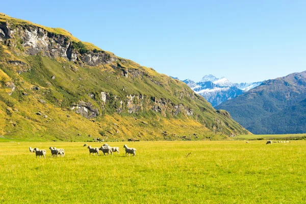 New Zealand alps and meadows — Stock Photo, Image