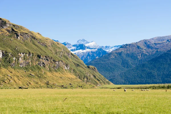 Nieuw-Zeelandse Alpen en weiden — Stockfoto