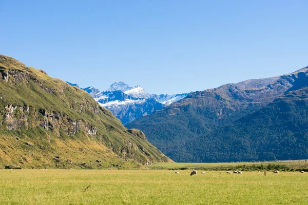 stock image New Zealand alps and meadows