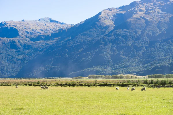 New Zealand alps and meadows — Stock Photo, Image