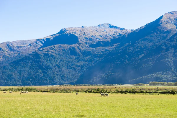 Alpes et prairies néo-zélandaises — Photo
