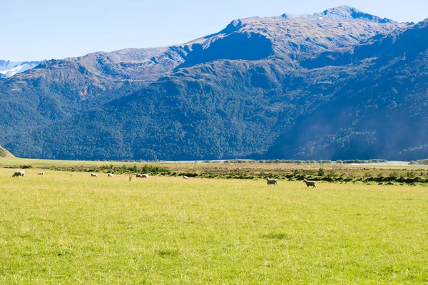 New Zealand alps and meadows — Stock Photo, Image