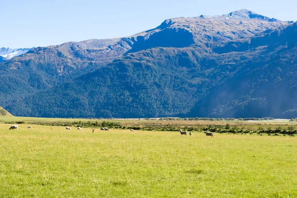 Yeni Zelanda Alpler ve çayırlar
