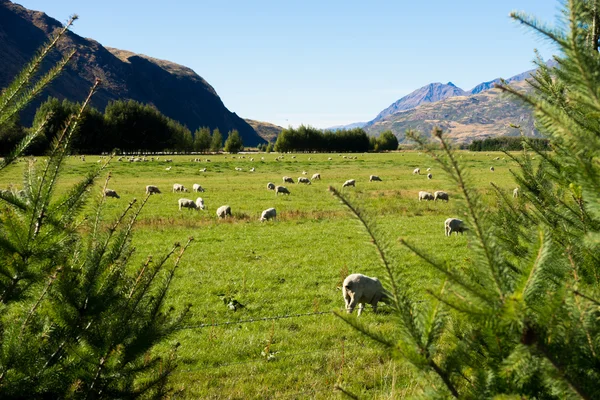 Alpes et prairies néo-zélandaises — Photo