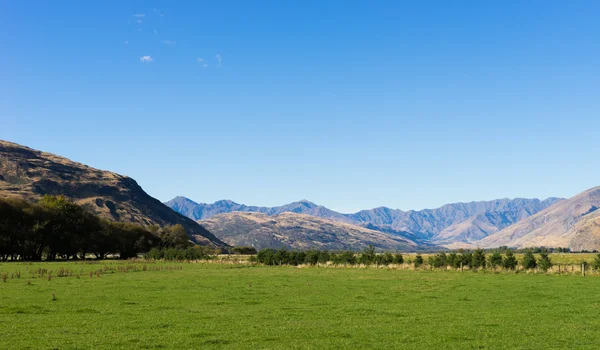 Alpes e prados da Nova Zelândia — Fotografia de Stock