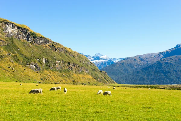 Alpes et prairies néo-zélandaises — Photo