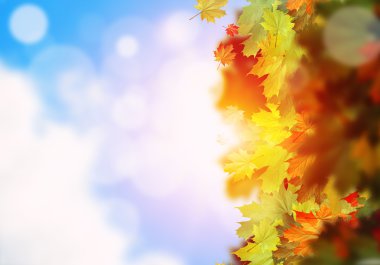 Sonbahar düşen yapraklar arka plan