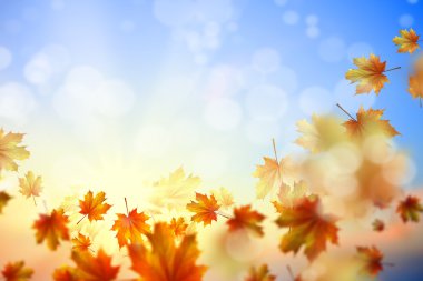 Sonbahar düşen yapraklar arka plan