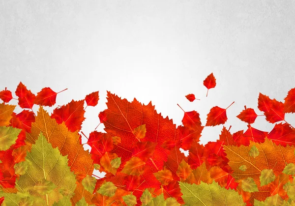 Autumn leaves background — Stock Photo, Image