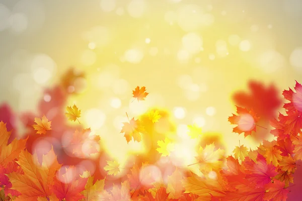 Autumn leaves background — Stock Photo, Image