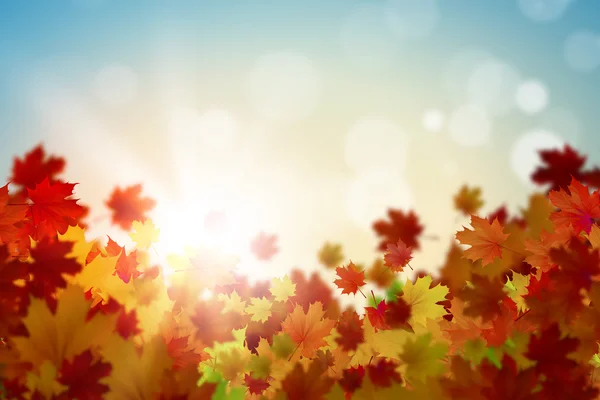 Autumn falling leaves background — Stock Photo, Image