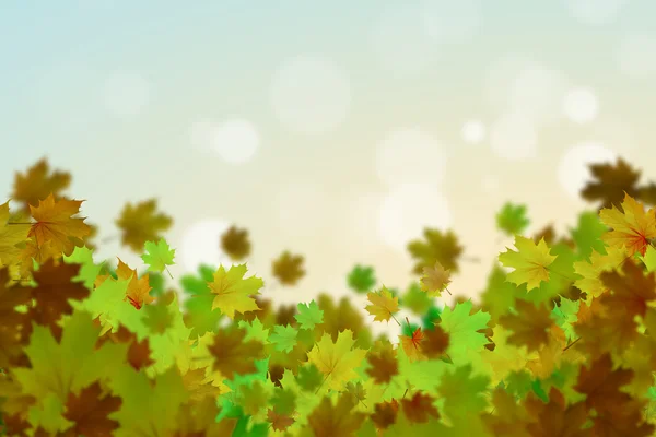 秋天落叶背景 — 图库照片
