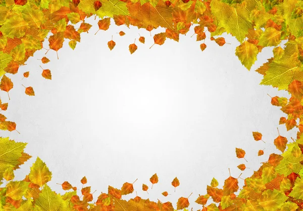 Autumn falling leaves background — Stock Photo, Image