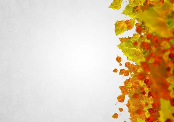 Fallende blader fra høst – stockfoto