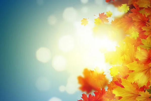 Осень падает листья фона — стоковое фото
