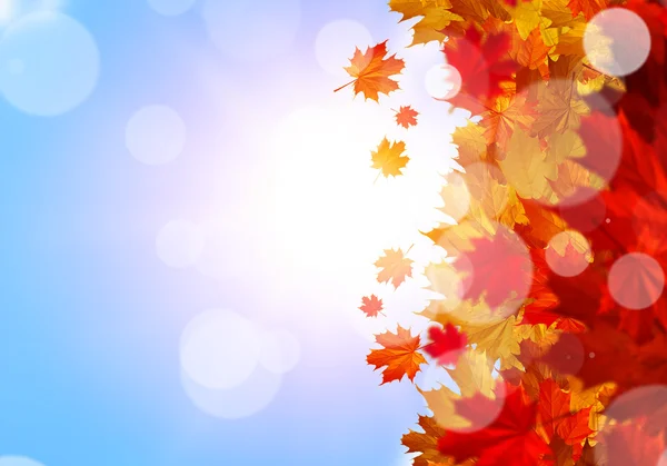 Осень падает листья фона — стоковое фото