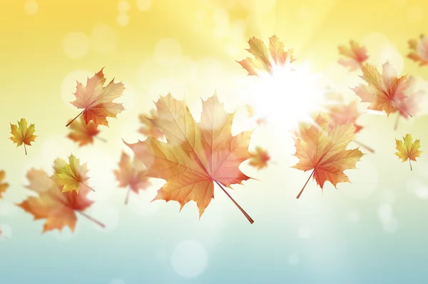 Autumn falling leaves background — Stock Photo, Image