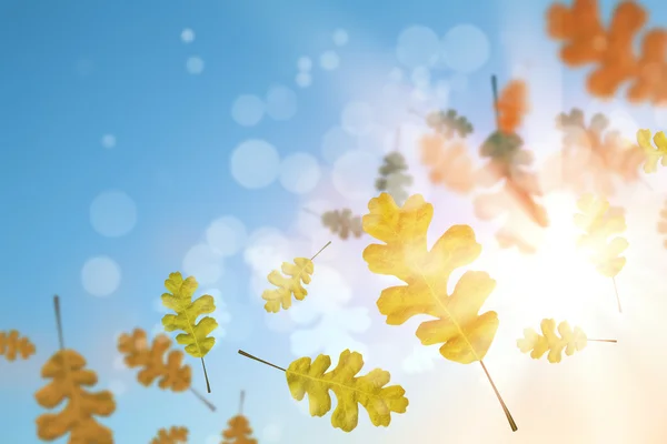 Autumn falling leaves background — Stock Photo, Image