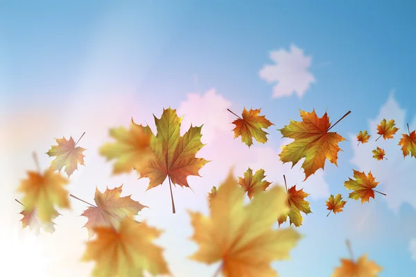 Autumn falling leaves background — Stock Photo, Image