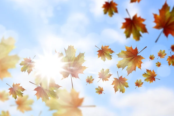 Hösten faller löv bakgrund — Stockfoto
