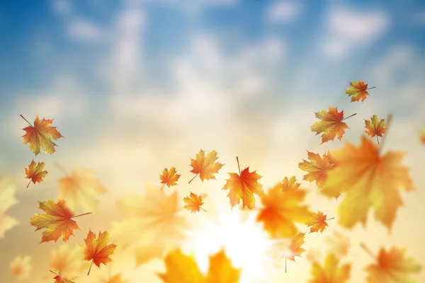 Осіннє осіннє листя фону — стокове фото
