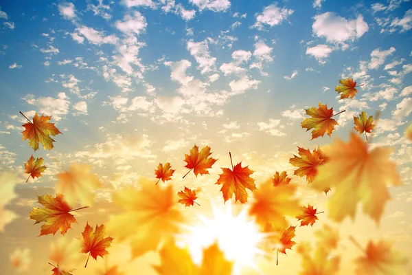 Autumn falling leaves background — Stock Photo, Image