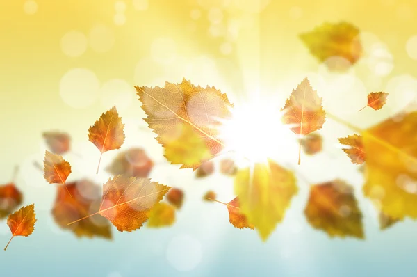 Autunno caduta foglie sfondo — Foto Stock