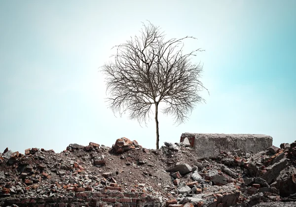 Árbol seco — Foto de Stock