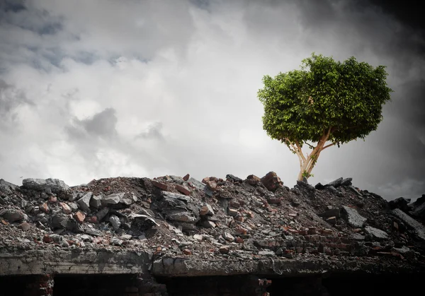 Groene boom — Stockfoto