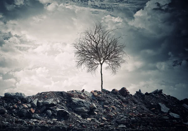 Trockener Baum — Stockfoto