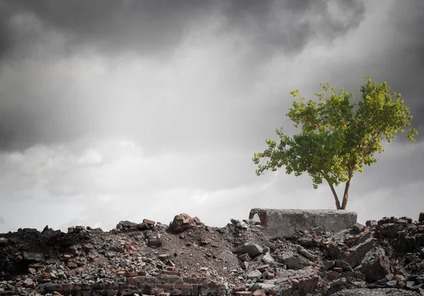 Árbol verde — Foto de Stock